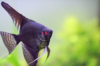 black Angelfish