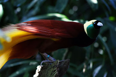 Kawasan alam Bali Bird Park
