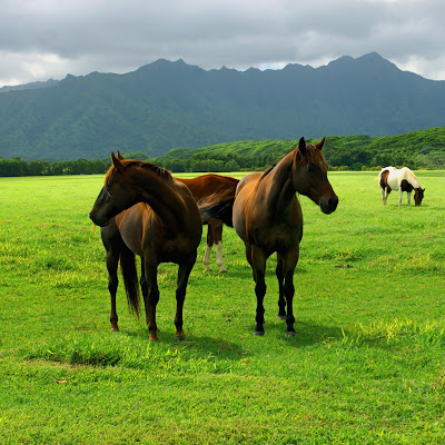 Horses animals download free wallpapers for iPad