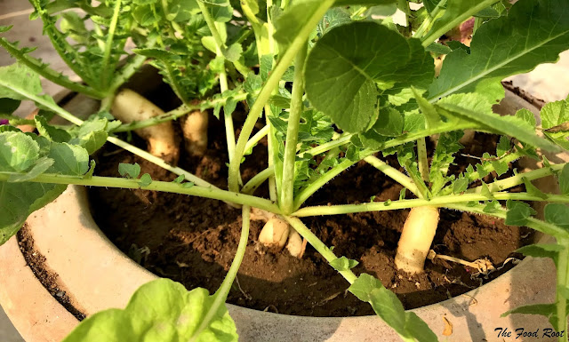 Radishes are best sown from the seeds. It takes around 7-10 days in germination. They start growing about 6-7 weeks after planting.