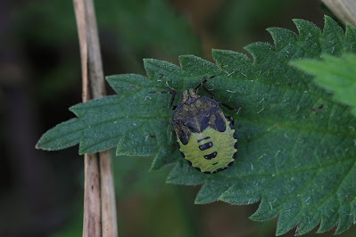 Groene Schildwants - - Palomena prasina