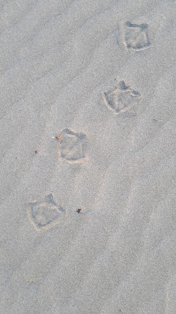 spiaggia grayland beach washington america