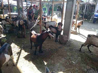 Jual Kambing Qurban Murah Klaten Sesuai Syariat