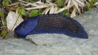 Bielzia coerulans DSC83015