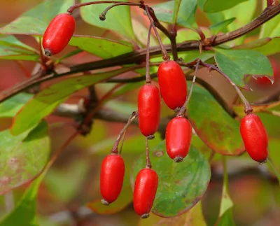 Berberine for Liver Health