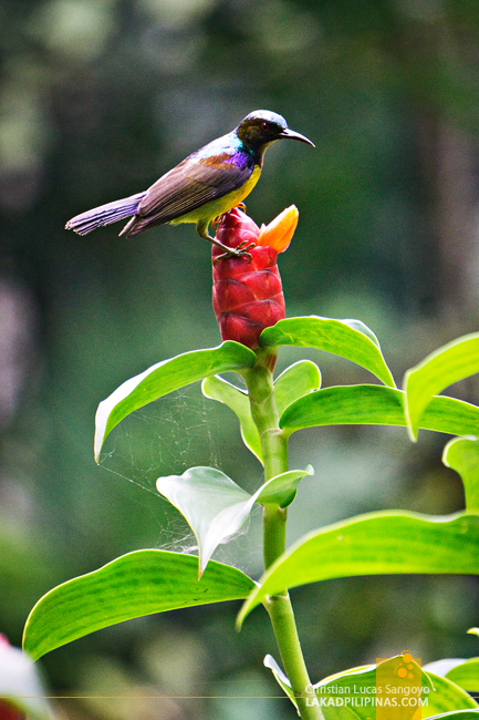 Singapore Botanic Gardens Birds