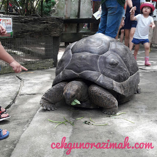 farm in the city, mini zoo, tempat menarik seri kembangan, longkang fishing, fish feeding, bergambar dengan burung hantu, bergambar dengan burung kakak tua