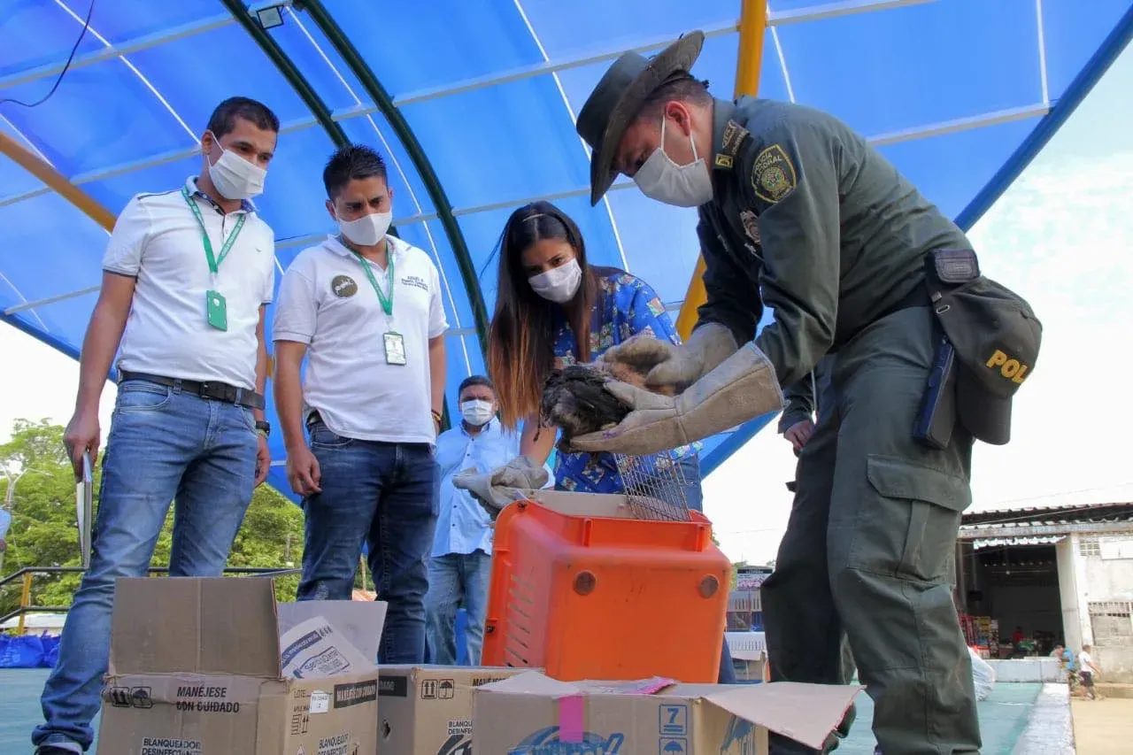 Las actividades sirvieron además para sensibilizar a la comunidad del Meta de evitar la tenencia de animales silvestre como mascotas