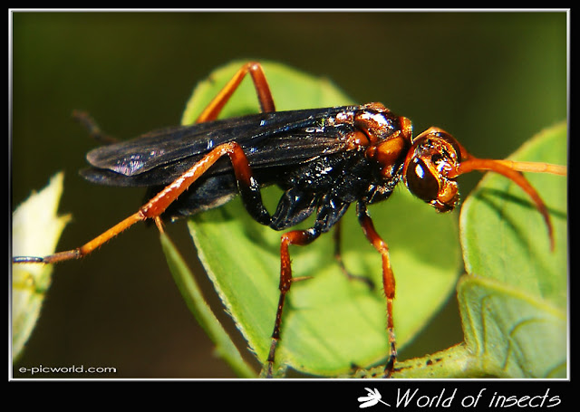 wasp picture