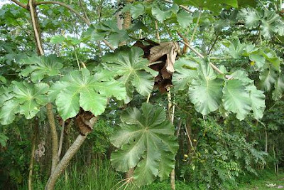 arboles argentinos Ambay Cecropia pachystachya