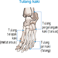 tulang kaki