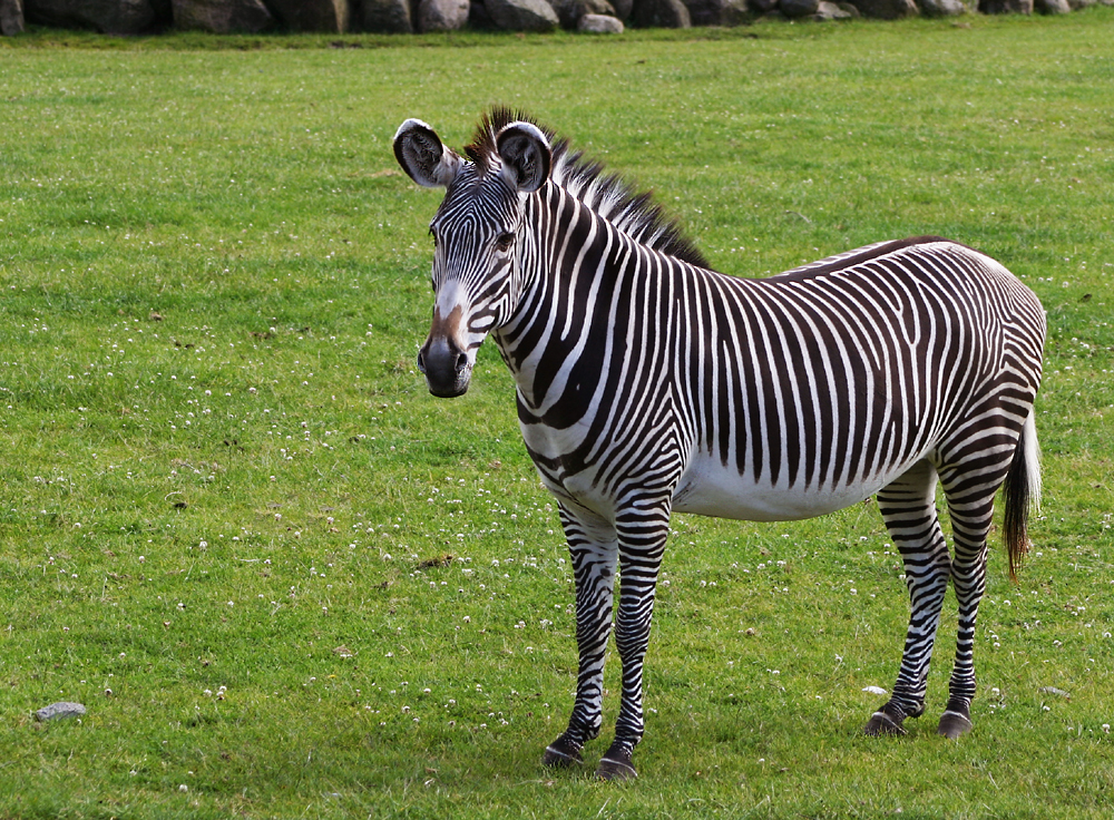 Grevy's zebras grow up to nine feet long weigh up to 990 pounds