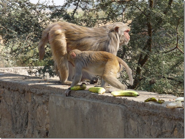 2008.12_india_0640