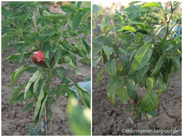 Paprika und Chili im Freilandanbau