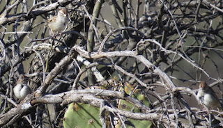 Rufous-winged Sparrow