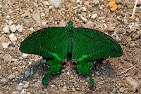 Papilio paris