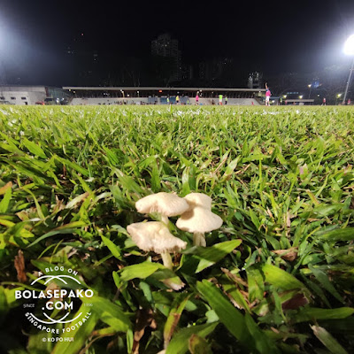 some mushrooms spotted at field of play at Toa Payoh Stadium