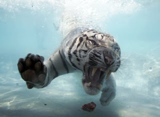 Underwater tiger