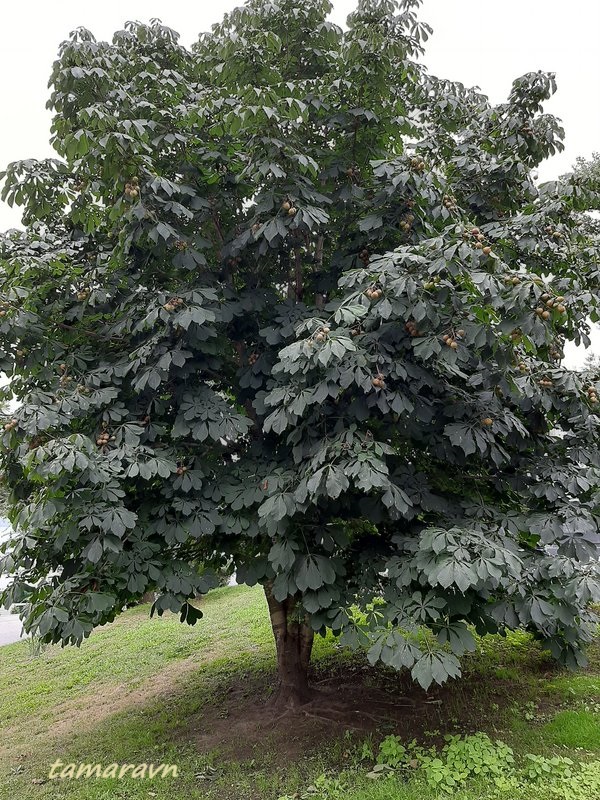 Конский каштан обыкновенный (Aesculus hippocastanum)