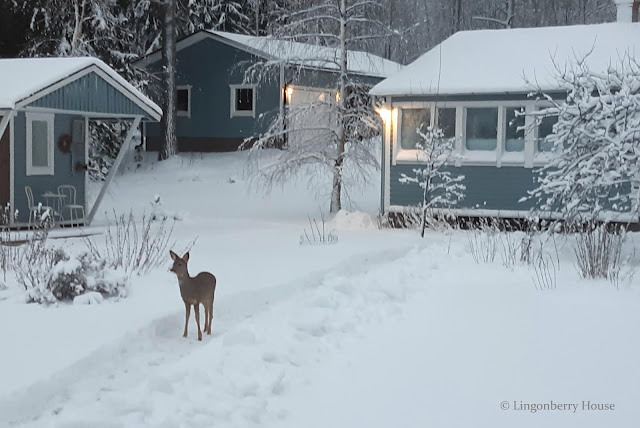 Lingonberryhouse, bambi, lumi, snow, talvi, winter, leisure home, mökki, tulppaani, tulip