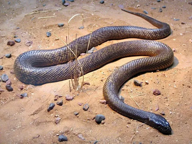 Cobra mais venenosa do mundo