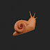 Snail Sculpt
