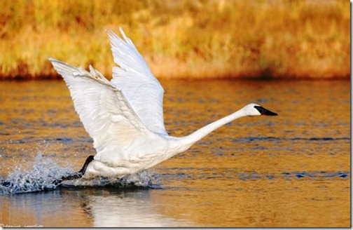 Canada Goose