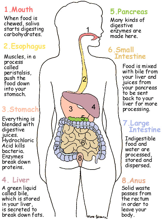the digestive system diagram circulatory system diagram labeled. the digestive system diagram