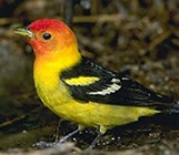 westerntanager