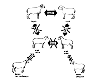 gambar skema perkawinan ternak kambig  atau domba muda