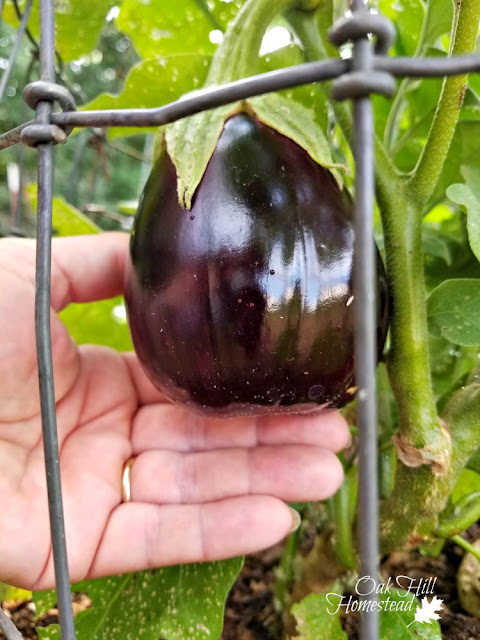 A woman's hand holding a small eggplant.