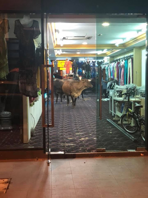 Lembu masuk kedai