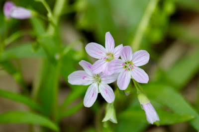 Virginia Spring beauty