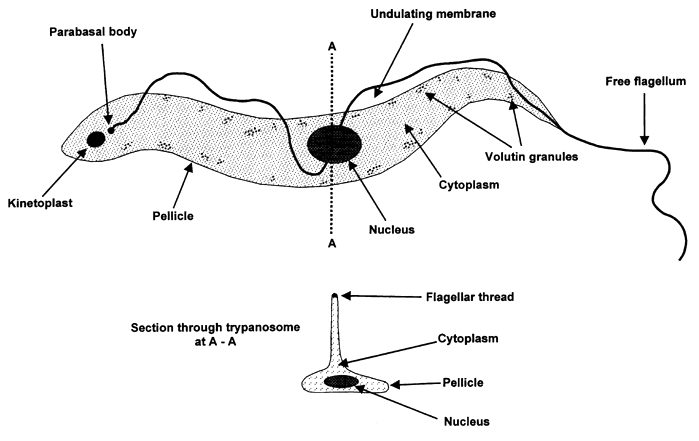 Sistem Transportasi Protozoa | Ilmu Pengetahuan