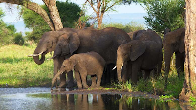 15 Interesting Facts About Elephants