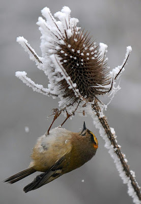 Europe's smallest bird searching for food in the cold Seen On Coolpicturegallery.blogspot.com