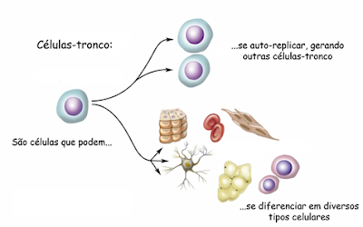 Células-Tronco 