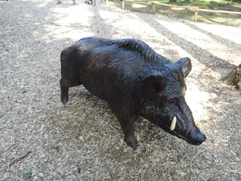 2018.06.30-062 sanglier dans la forêt d'Elfik