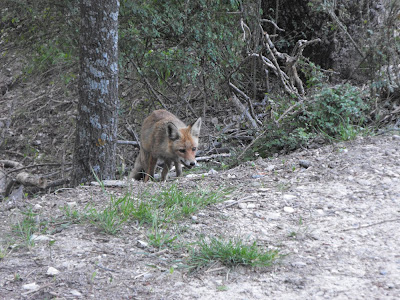 Zorro fotografiado junto a un abrevadero cercano al nacimiento del Guadalquivir