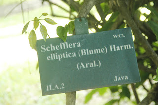 Foto atau Gambar Tanaman Cenama Gajah (Schefflera elliptica (Blume) Harms Araliaceae)