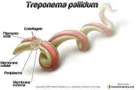 Get to Know Syphilis from Symptoms, Causes and Treatment