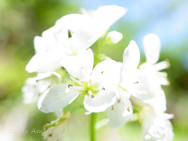 Cardamine leucantha