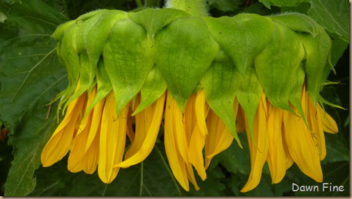 Heritage gardens_064