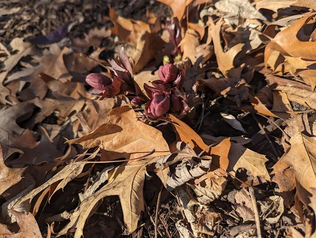 Ivory Prince Hellebores New Growth in Late Winter - Clean-up Leaves