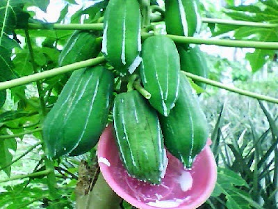 getah buah pepaya