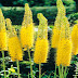 Narrow-Leaved Foxtail Lily - Eremurus Stenophyllus