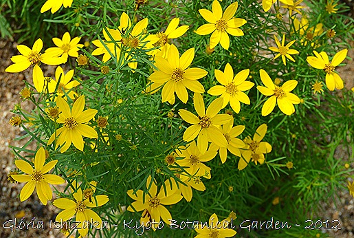 Glória Ishizaka -   Kyoto Botanical Garden 2012 - 65