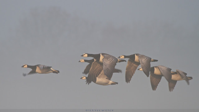 Brandgans - Barnacle Goose - Branta Leucopsis