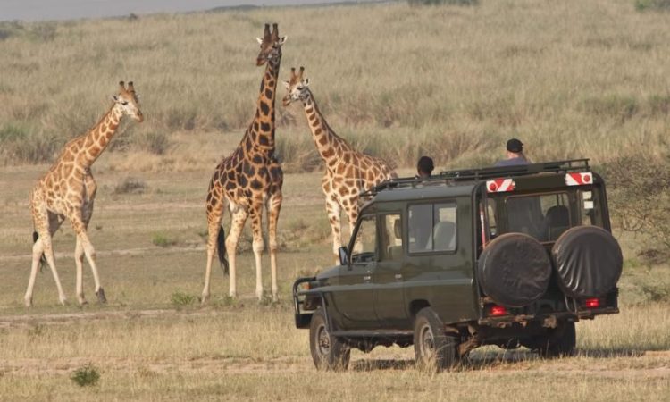 Safari jeep and wildlife in Akagera National Park Rwanda