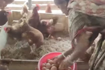 JENIS PAKAN YANG BAIK BAGI AYAM PETELUR dan tipe dan Jenis Ayam Petelur Unggul